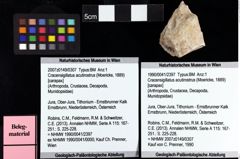 Foto (Objket + Etiketten) von Cracensigillatus acutirostrus (Moericke, 1889) 